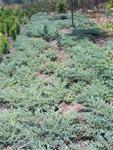 Juniperus blue carpet