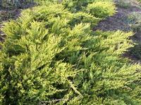 Juniperus phiceriana aurea
