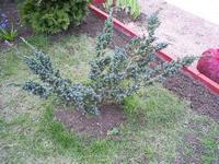 Juniperus squamata mayeri