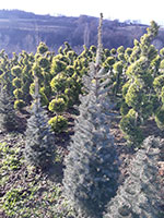 Picea-pungens