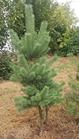 Pinus-sylvestris