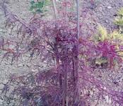 Acer palmatum  disektum
