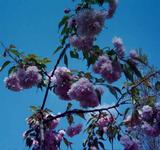 Prunus serulata