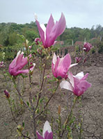 Magnolia-aleksandrina