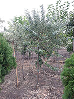 Elaeagnus-angustifolia-Vrba-dafina