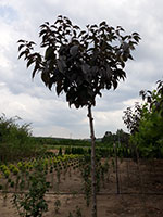 Prunus serulata RUBRA