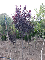Prunus-pisardi