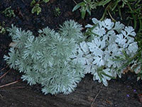 Artemisia-schmidtiana