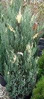 Juniperus chinensis stricta-variagata