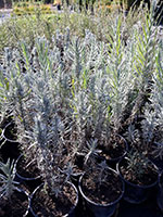 Lavanda- lavandula angustifolia